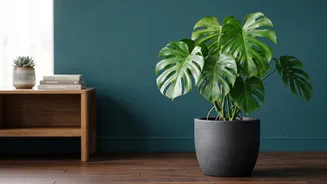 How To Maintain Indoor Houseplants Effortlessly With Simple Beginner Care Guidelines And Tips