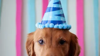 Pet-Safe Treats Are a Better Choice than Sharing Food from the Table