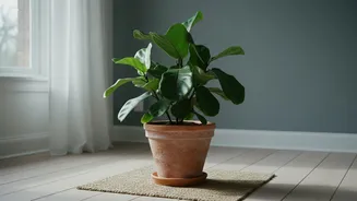Do Not Rotate a Stressed Plant Until the Main Problem Is Clear