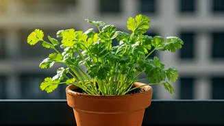 Coriander Is The Quick Win Balcony Herb