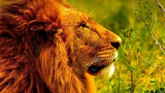 Research Into Barda Lions: Why Conservation Work Matters Beyond Gir