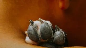 Monsoon Humidity Can Create Conditions That Make Pet Skin And Paw Care More Important