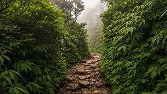 Chikmagalur Monsoon Treks Are Going Madly Viral On Travel Feeds