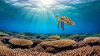 Couples Spot Marine Life In Crystal Clear Maldives Waters