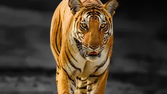 Lucknow’s New Night Safari Could Become A Big Draw For Wildlife Lovers
