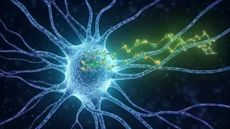 Metformin's Brain Secret: New Study Reveals How Diabetes Drug Regulates Blood Sugar