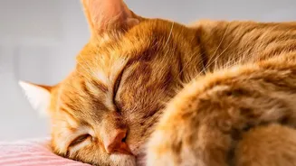 What Research Says About Sleep And Seasonal Routines