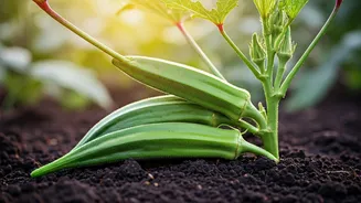 Gardeners Want Fast Results, Okra Says Yes