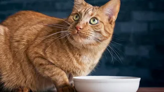 For Backup Pet Feeding Routines, Review Visitors And Household Schedule Changes
