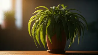 The Biggest Indoor Plant Mistake During Wet Weather