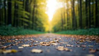 Turn Walks Into Wellness: A Guide to Meditative Walking