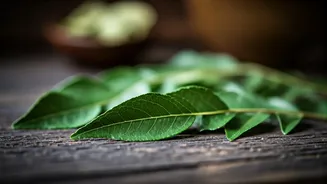 Curry Leaves for Grey Hair: Unveiling DIY Recipes, Benefits, and Realistic Expectations