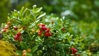 How to grow cranberries indoors