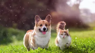 Veterinary Insights Explain The Best Rainy-Season Walking Practices For Pets