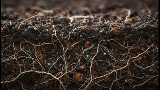 Healthy Fields Depend On Healthy Soil Communities