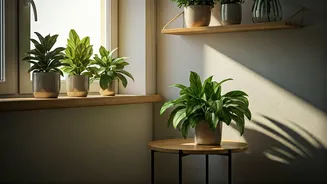 Small Rooms Need More Plant Charm Now