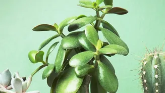 Seasonal Plant Care Tips Help Indoor Greens Stay Healthy