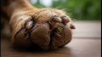 Why Damp Mud Accumulations Between Dog Claws Act As Hotbeds For Fungal Proliferations