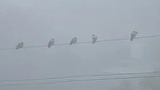 Madhya Pradesh January 9, 2025, Weather Updates: Dense Fog Envelops State, No Relief From Chills Ahead; Chhatarpur Coldest @ 3.4°C