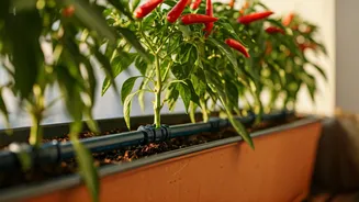 Automated Balcony Drip Tech Keeps Chili Plants Alive While Traveling