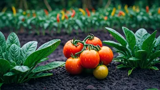 Rainy Weather Makes Home Vegetables Feel Easier