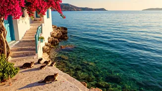 Live Rent-Free on a Greek Island: Your Guide to the Syros Cat Sanctuary