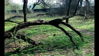 Continuous Rainfall Uproots Tree in Gurugram, Disrupts Power Supply