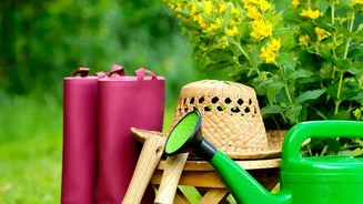 The Start of August Pruning: Checking Plant Type Matters More than a One-Size-Fits-All Calendar