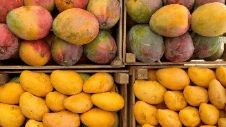 Mangoes going bad in just 2 days? These traditional storage tricks can help