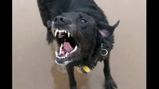 12-Year-Old Thane Boy Dies Weeks After Dog Bite, Hospital Says He Received Anti-Rabies Shots