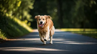 Dog Owners Are Making Running Less Lonely