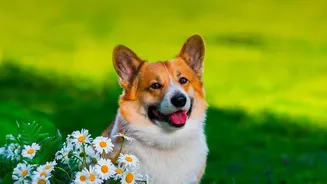 Planning Backup Pet Feeding Routines Should Not Leave Late Workdays To Chance