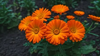 Marigolds Make Wet Gardens Look Less Gloomy
