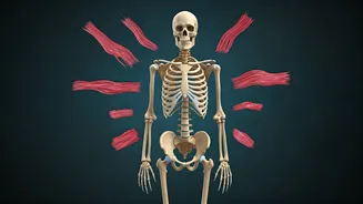 Weight Lifting and Youth Growth: Debunking Myths and Revealing Benefits