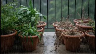 A Rainy Balcony Can Still Hide Both Dry Pots And Waterlogged Ones