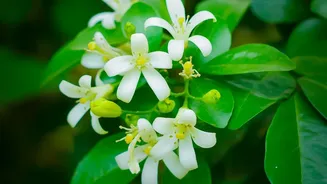 Neroli Oil: From African Orange Blossoms To Beauty Routines