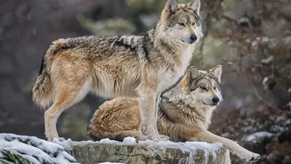 Europe's Wolf Comeback Is Changing Where Nature Travellers Go