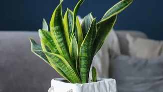 How Snake Plants absorb airborne pollutants through their leaves while releasing fresh oxygen into small bedrooms
