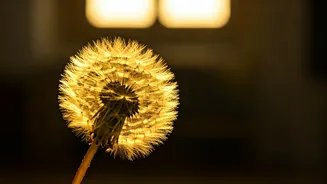 Nurturing Golden Dreams: Swami Vivekananda's Wisdom for Parent's Guiding Child's Optimism