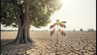 Drought Risk Across Tall And Small Tropical Trees Highlights A New Shift In Tropical Forest Forecasting In A Hotter World