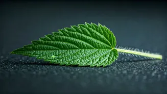 Bichu Buti's Secret: Unlock Incredible Hair Growth with Nettle Leaf