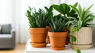 The Low-Maintenance Plant Revolution