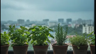 How 4 specific aromatic greens thrive indoors during gloomy monsoon windowsill gardening