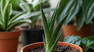 5 Humidity Signs: Houseplant Health SOS!