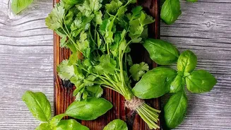 Balcony Farming Is Bringing Fresh Coriander, Mint And Basil To Chennai Homes