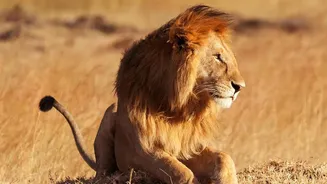 Researchers Assess Whether Barda Can Sustain the Species: Barda Lions