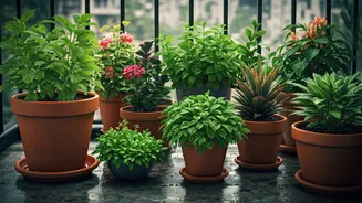 Balcony Pots Are Ready For Rainy-Season Magic