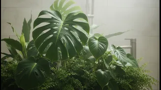 Houseplants That Thrive In Humid Indoor Spaces