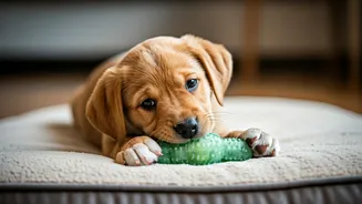 Frozen Cucumber Infused Rubber Toys Keep Pups Completely Silent