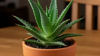 How To Keep Indoor Houseplants Alive Easily With Simple Beginner Gardening Guidelines